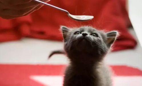 小猫吃生瓜,小猫的生瓜冒险记