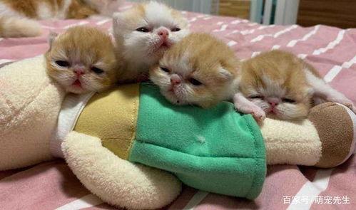 小猫吃生瓜,小猫的生瓜冒险记