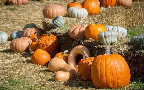 广西拉圈吃瓜,拉圈围坐，共享瓜香四溢的欢乐时光