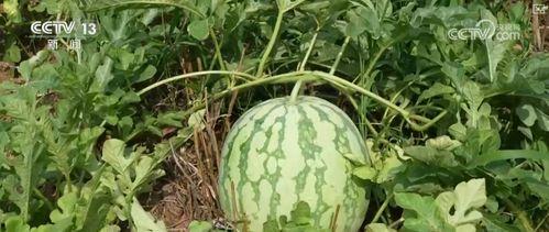 吃瓜中国破解,网络舆论场中的真相与偏见