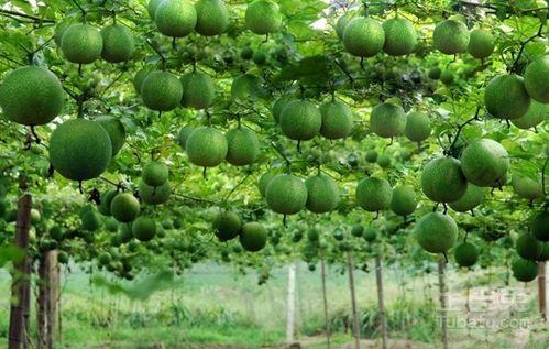 瓜楼怎么吃,解锁传统瓜果的独特风味