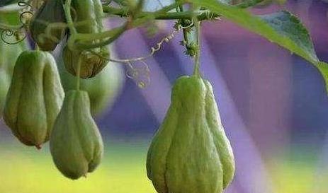 鸡吃佛手瓜,佛手瓜的美食之旅