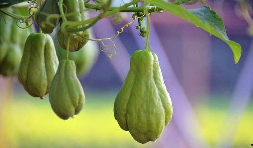 鸡吃佛手瓜,佛手瓜的美食之旅