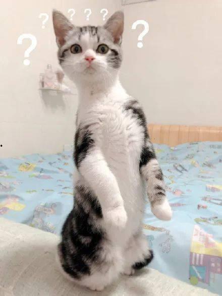 盘点猫咪的吃瓜,盘点猫咪的美食世界