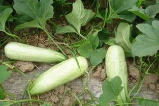 吃牛角酥瓜过敏,揭秘过敏源与应对策略