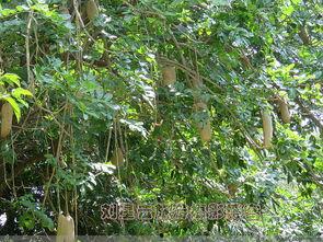 非洲吊瓜树的瓜可以吃吗,天然美食还是未知之谜？