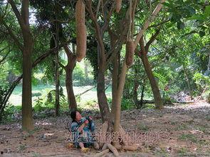 非洲吊瓜树的瓜可以吃吗,天然美食还是未知之谜？