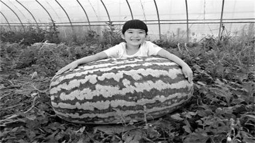 老爷吃瓜,揭秘宫廷秘闻，品味宫廷生活