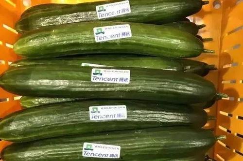 ai吃瓜超有料,揭秘娱乐圈幕后真相，料爆惊人！