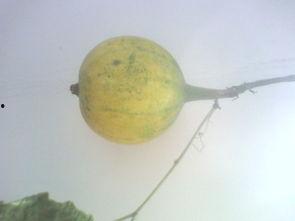 生瓜怎么吃没毒,揭秘无毒食用方法