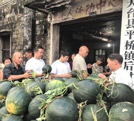 天台吃瓜,揭秘网络热点的背后故事