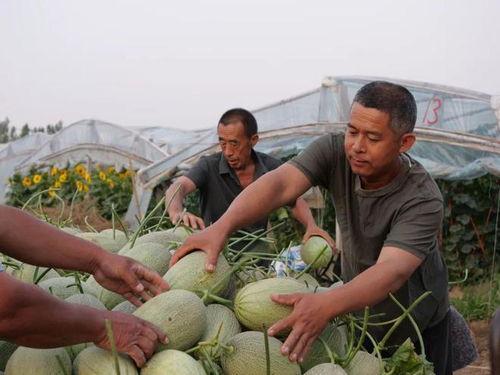 兰州瓜去哪吃,盘点兰州必尝的瓜果美食地