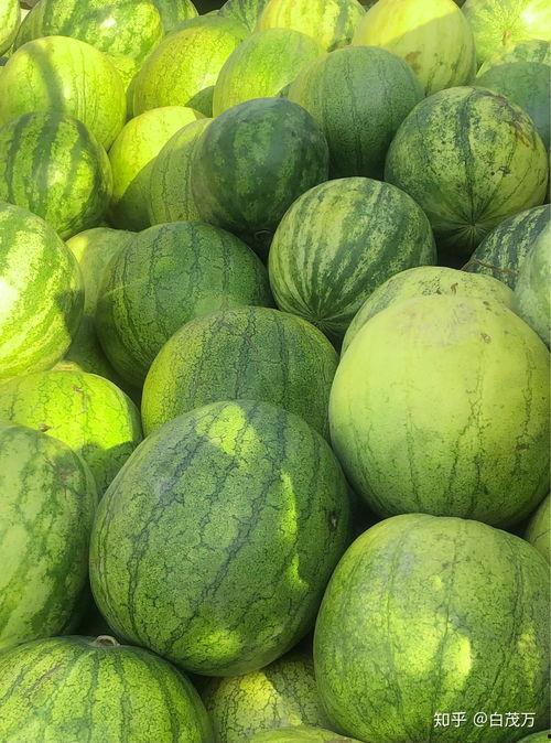 兰州瓜去哪吃,盘点兰州必尝的瓜果美食地