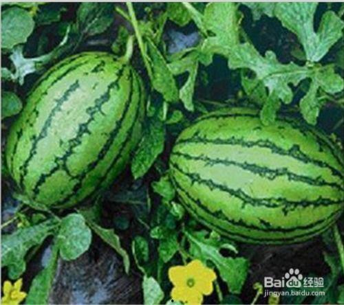 怎么在网上吃瓜,轻松掌握网上热点事件攻略