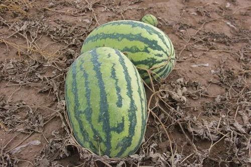 小钢牙吃瓜,揭秘娱乐圈那些不为人知的幕后故事