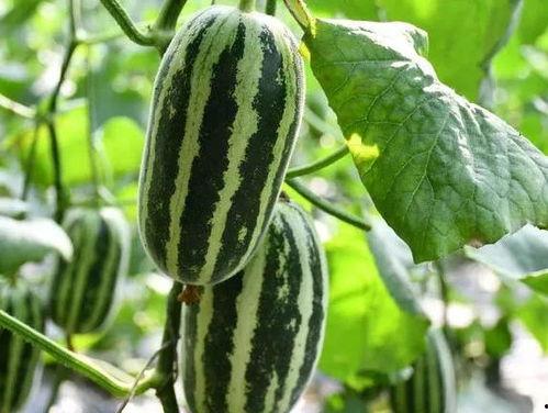 瓜哥吃瓜奇葩的名,揭秘那些令人瞠目结舌的奇葩事件