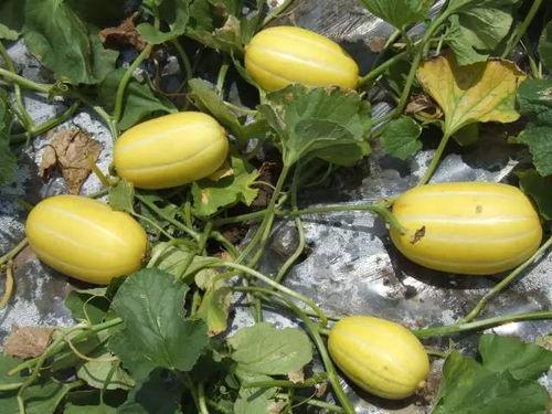 早上吃大瓜,开启元气满满的一天