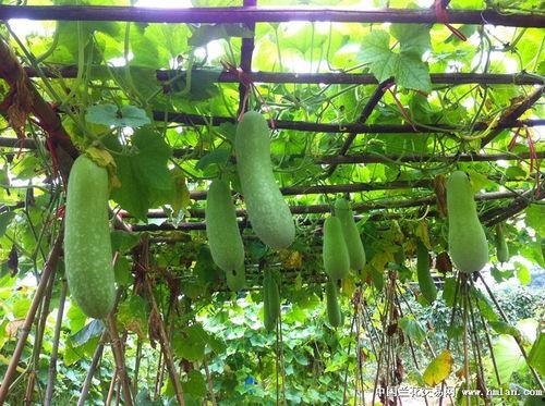 瓜吃瓜种豆得豆,因果循环的自然法则