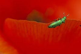 吃瓜虹蚁的博客,趣味科普与生活点滴