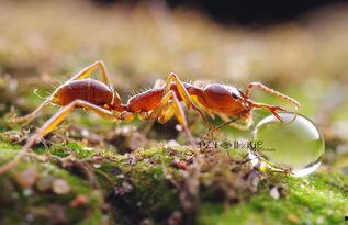 吃瓜虹蚁的博客,趣味科普与生活点滴