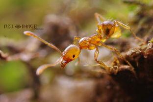 吃瓜虹蚁的博客,趣味科普与生活点滴