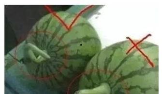 吃瓜小常识分享,轻松掌握夏日消暑必备技能