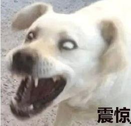 吃瓜表情包小狗,萌态可掬的“瓜界萌宠”