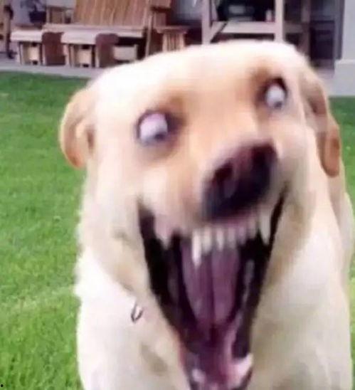 吃瓜表情包小狗,萌态可掬的“瓜界萌宠”