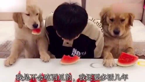 吃瓜表情包小狗,萌态可掬的“瓜界萌宠”