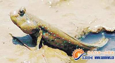 ocean小海吃瓜,揭秘海洋生物的趣味食性