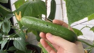 怀孕梦见摘白生瓜吃瓜,摘白生瓜的寓意与启示