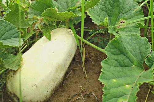 怀孕梦见摘白生瓜吃瓜,摘白生瓜的寓意与启示