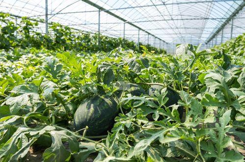 湖南农村吃瓜视频