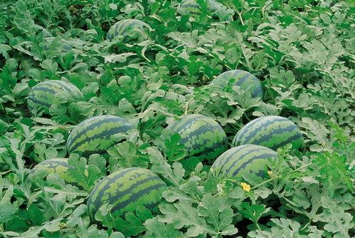 山东菏泽曹县带你吃瓜,带你领略山东菏泽的独特风味