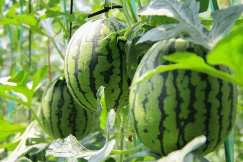 吃瓜免费在线,带你走进轻松娱乐新世界