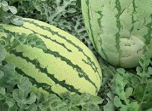 丑瓜怎么吃图文,探索独特食用方法