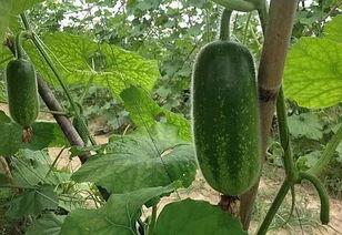 丑瓜怎么吃图文,探索独特食用方法