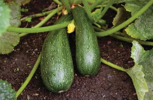 吃瓜秋季吃好吗,秋季吃瓜的益处与注意事项