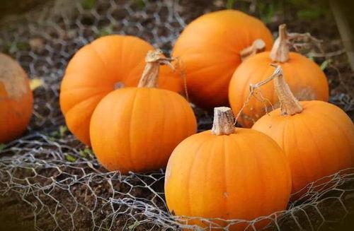 吃瓜秋季吃好吗,秋季吃瓜的益处与注意事项