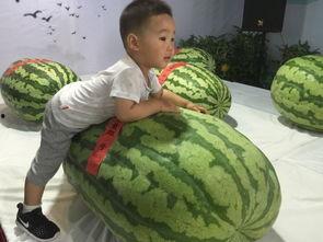 博山吃瓜群众事件,一场网络舆论的风暴与反思