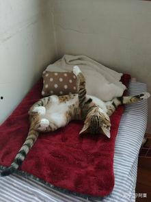 宿舍养猫吃瓜,猫咪吃瓜趣事记