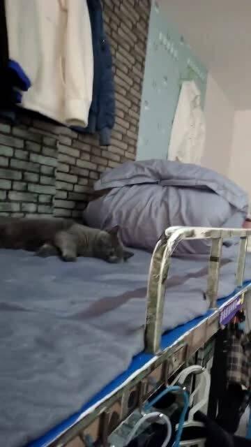 宿舍养猫吃瓜,猫咪吃瓜趣事记