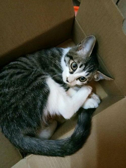 宿舍养猫吃瓜,猫咪吃瓜趣事记