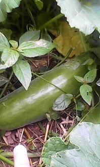 吃中药可以吃兰瓜吗