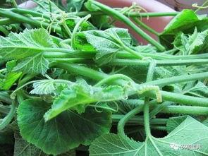 吃中药可以吃兰瓜吗