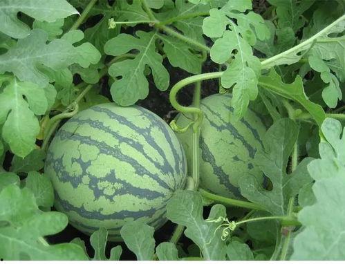 森宇吃瓜,揭秘娱乐圈背后的那些事儿