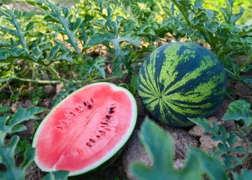 森宇吃瓜,揭秘娱乐圈背后的那些事儿