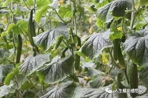 正宁县吃瓜,探寻瓜乡美食之旅