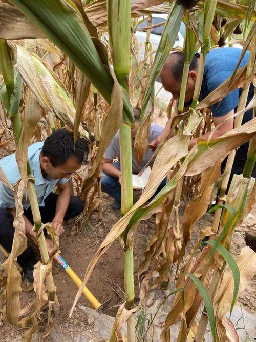 正宁县吃瓜,探寻瓜乡美食之旅