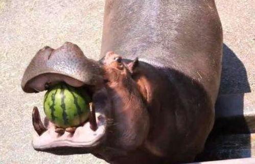 河马吃瓜视频想说啥,揭秘动物界的“美食家”